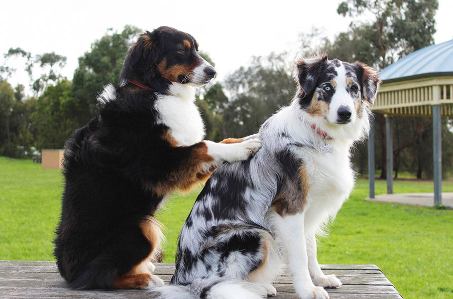 Uncovering the Many Benefits of Therapy Dog Interactions: How Canines are Enhancing Mental and Physical Health