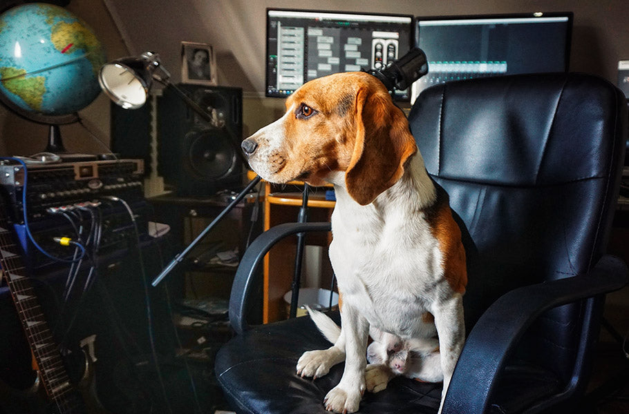 11 Surprising Sounds Your Dog Can't Get Enough Of - Uncovering the Best Sounds for Your Furry Friend