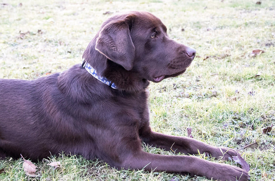 7 healthy dog exercises for their joints
