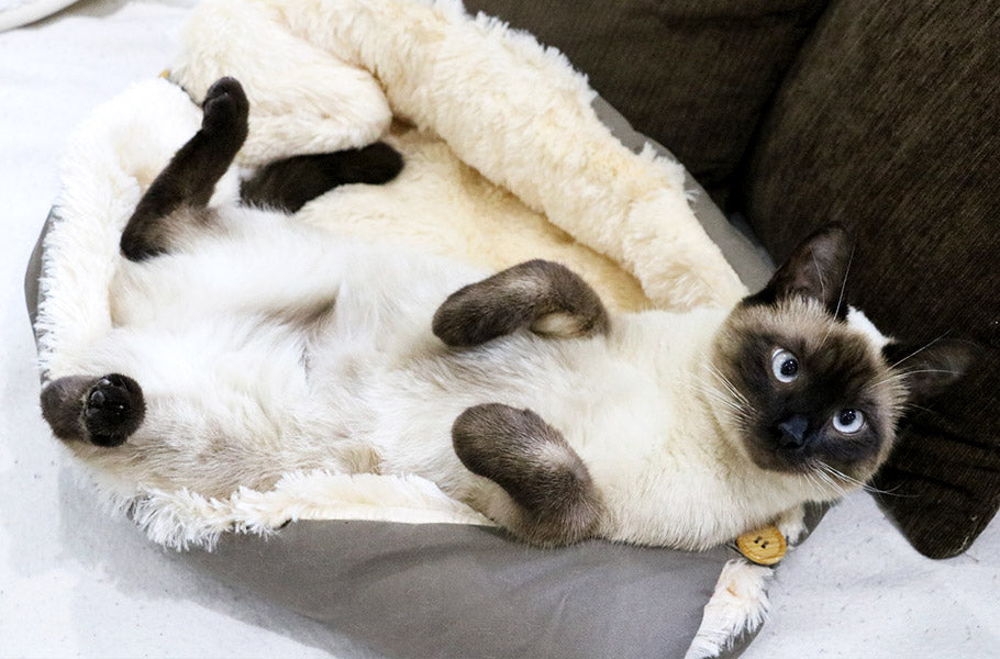 A Guide to Cat Enrichment: Fun and Effective Ways to Stimulate Your Cat Indoors