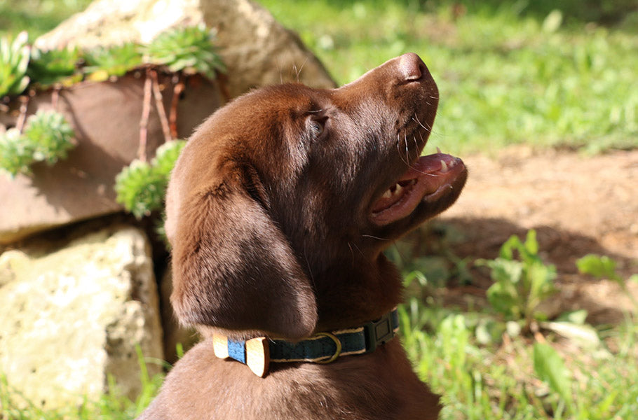 Are You Making These Top 10 Mistakes When Raising a Puppy?