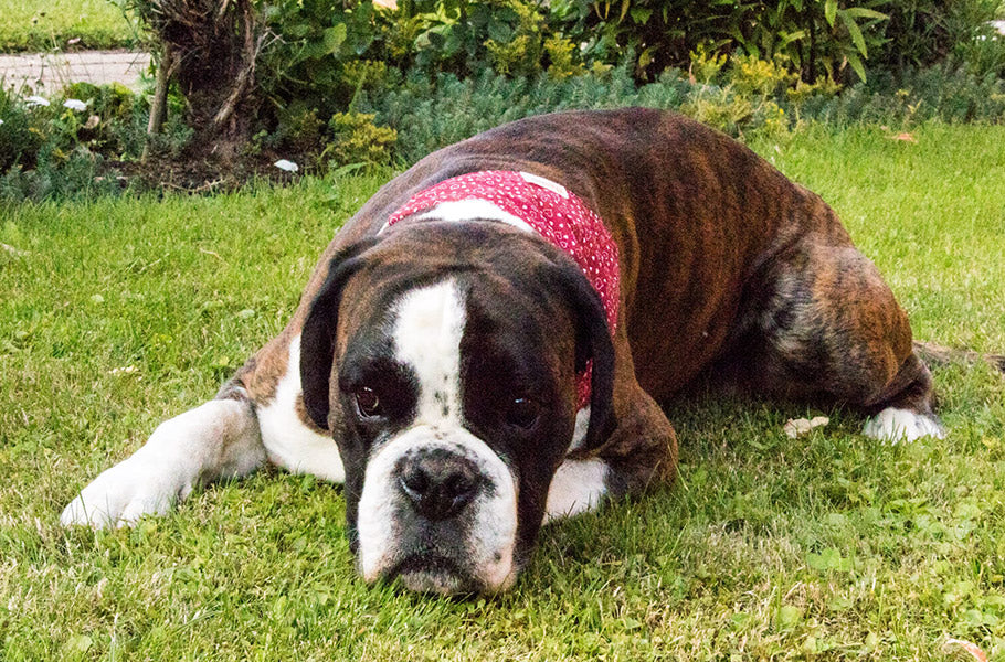 Canine Superstitions and Legends: How Dogs Have Been Viewed Throughout History