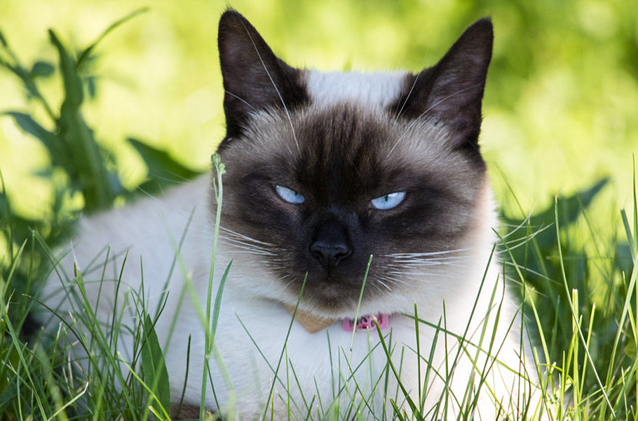 Cat Senses Unleashed: Exploring Your Cat's Incredible Hearing and Night Vision