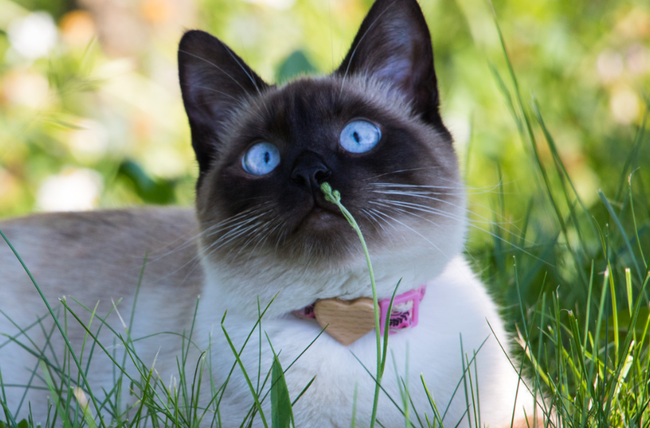 Cats & Seasonal Allergies: How to Spot and Treat Feline Allergies Through the Years