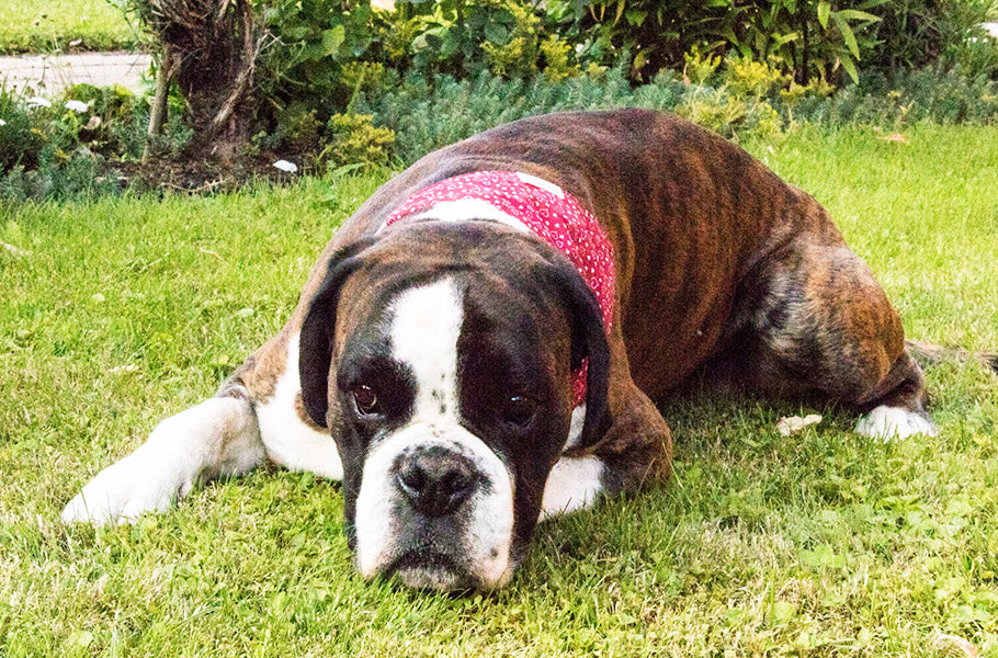 Do Dogs Dream? Understanding Canine Sleep Cycles and Nighttime Behaviors