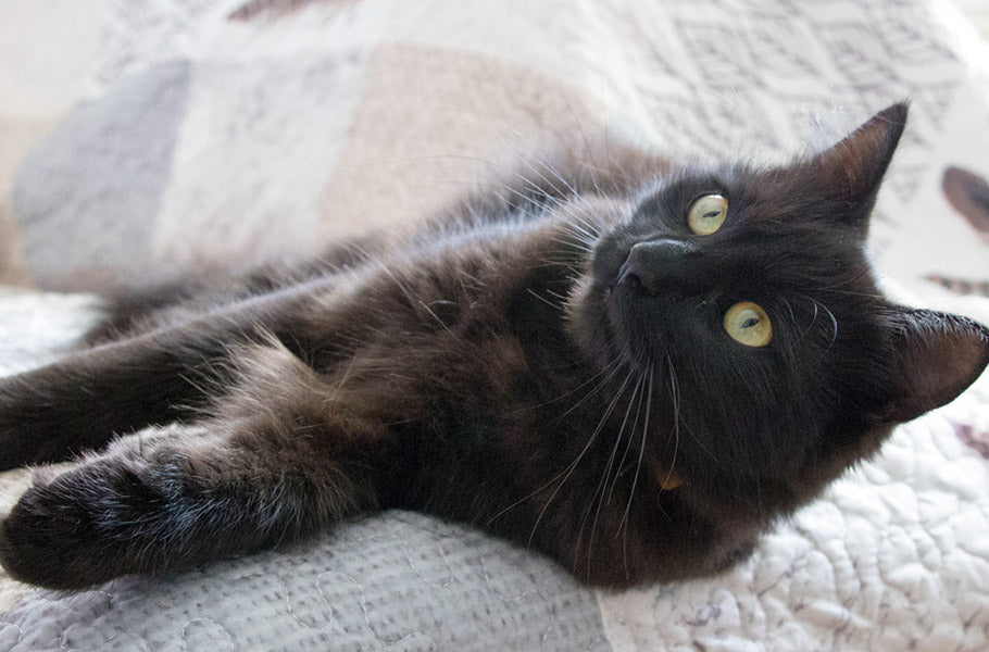 Do Cats Get Bored? How to Ensure Your Cat's Mental and Physical Stimulation Through Playtime