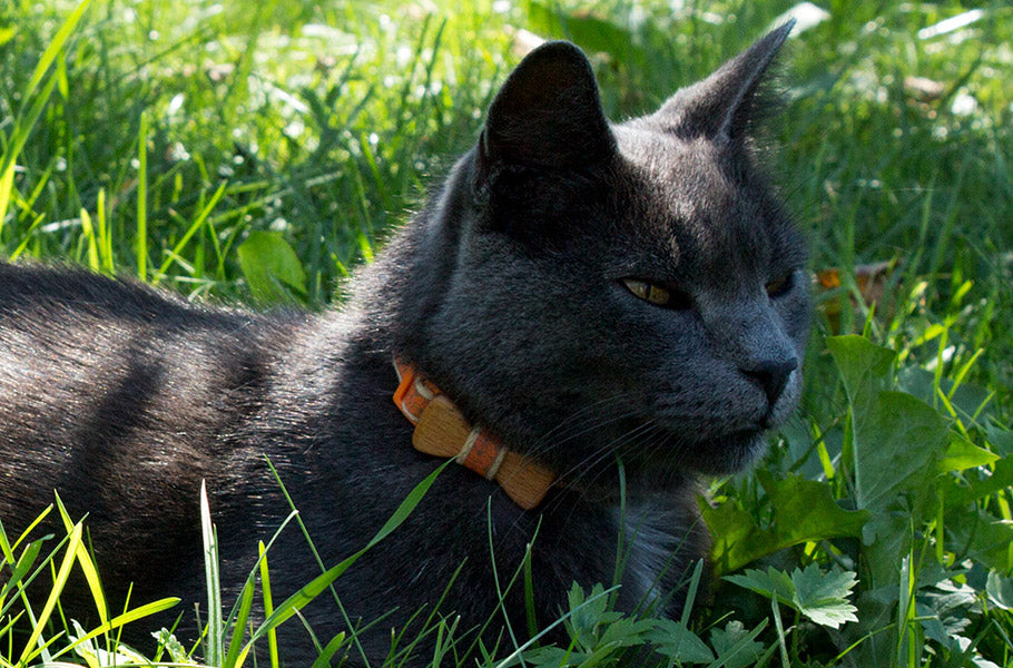 Exploring the Health Benefits and Risks of Indoor vs Outdoor Living for Cats