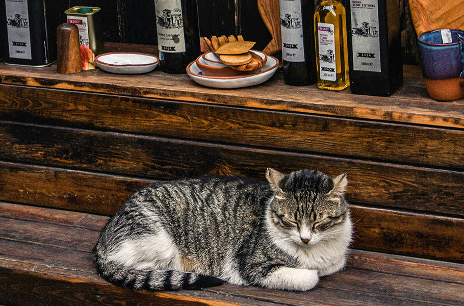 Exploring the Impact of Essential Oils on Cats: What are the Safe and Effective Aromas for Your Feline Friend?