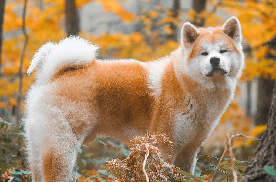 Famous Dogs in History: Stories of Remarkable Canine Heroes