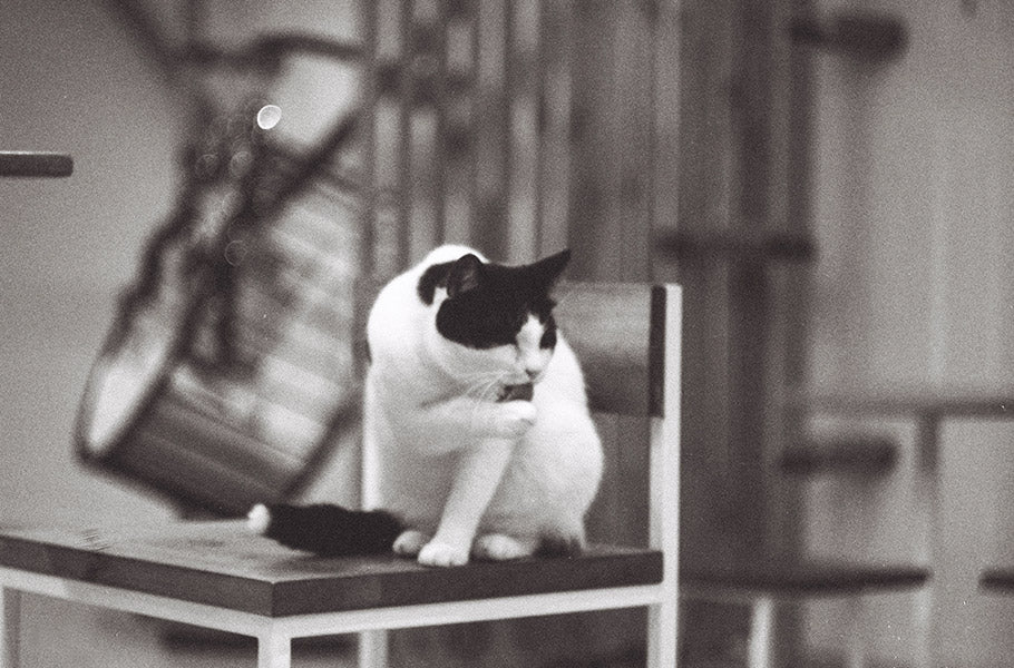 How Cat Grooming Can Maximize Your Feline Friend's Health and Happiness