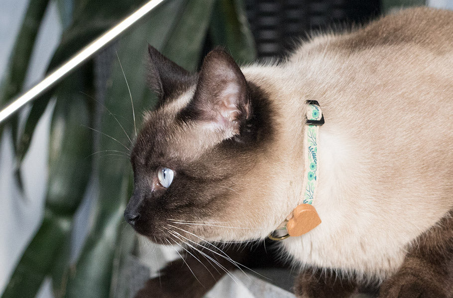 How to Cat-Proof Your House: Designing the Purr-fect Home for Your Feline Friend
