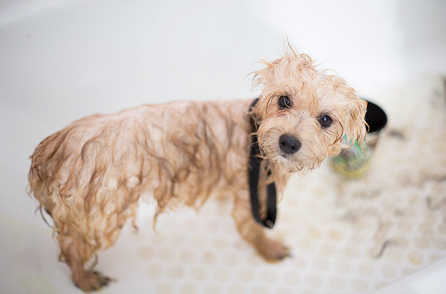Making Home Dog Grooming a Positive Experience: Tips to Help Your Dog Feel Comfortable