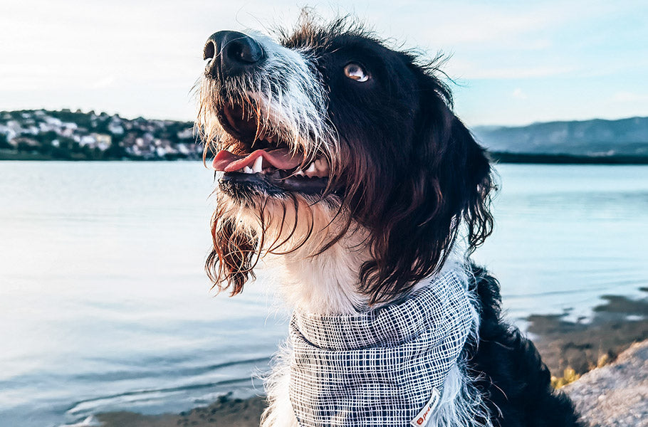 Positive effects of aromatherapy on dogs: How different scents can enhance your dog's mood and behavior