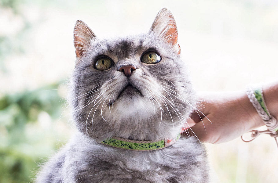 The Aging Cat: How to Care for Senior Cats and Keep Them Comfortable