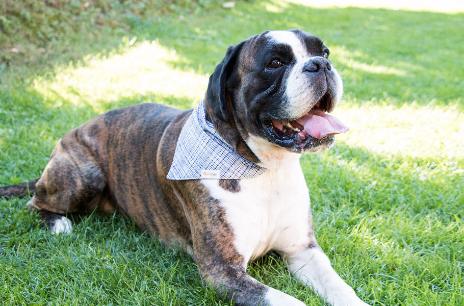 The Art of Clicker Training: Positive Reinforcement Techniques for Obedient Dogs