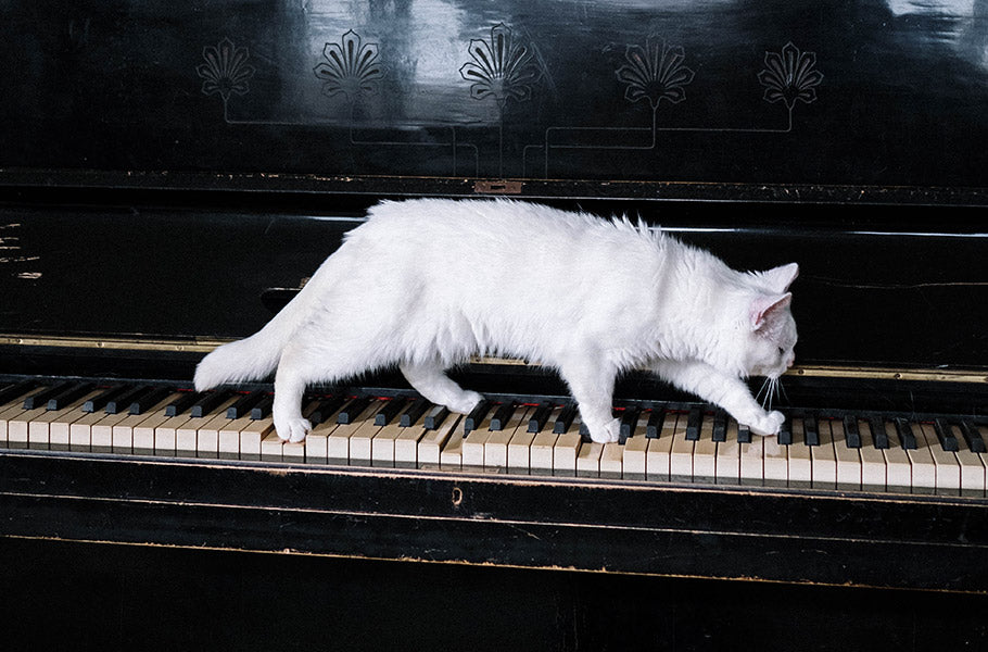 Bringing Joy to Your Cat's Life Through Singing: The Benefits of Strengthening the Bond With Your Feline Friend