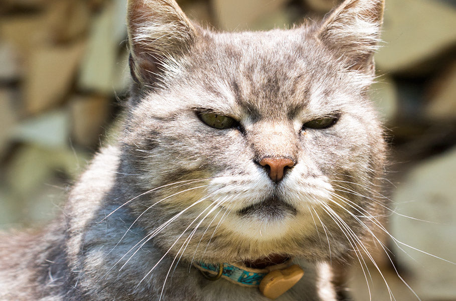The Mysterious World of Cat Whiskers: What Do They Do and Why Are They So Sensitive?