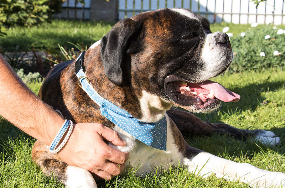 The Psychology of Puppy Love: Why We Bond So Strongly with Our Canine Companions