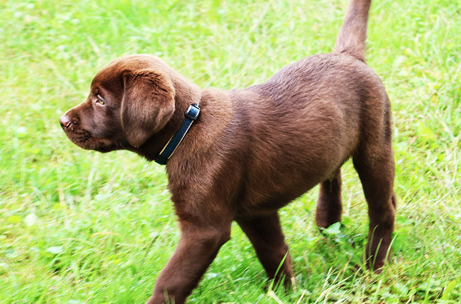 The Science Behind a Dog's Wagging Tail: What It Really Means