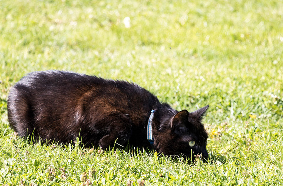 Understanding and Alleviating Your Feline Friend's Fear of Change