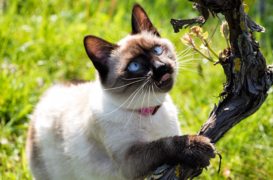 Unusual Cat Behaviors Explained: Why Your Cat Does That Weird Thing