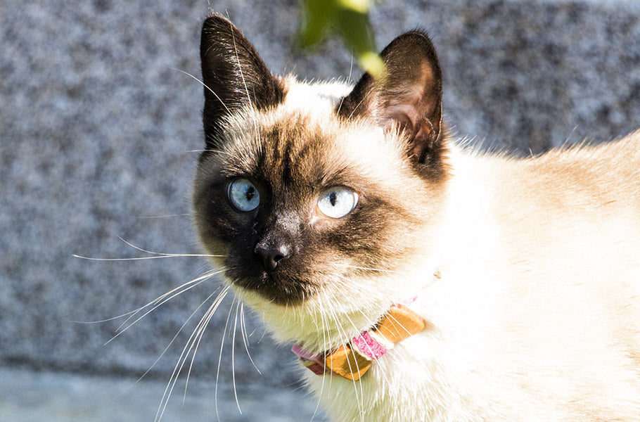 Unveiling the Mysterious World of Cat Vision: The Fascinating Facts About How Cats See Our Auras!