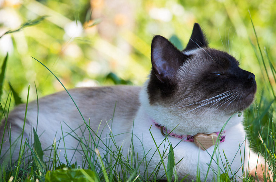 Unveiling the Top 9 Longest Living Cat Breeds - Discover Which Cats Live the Most!