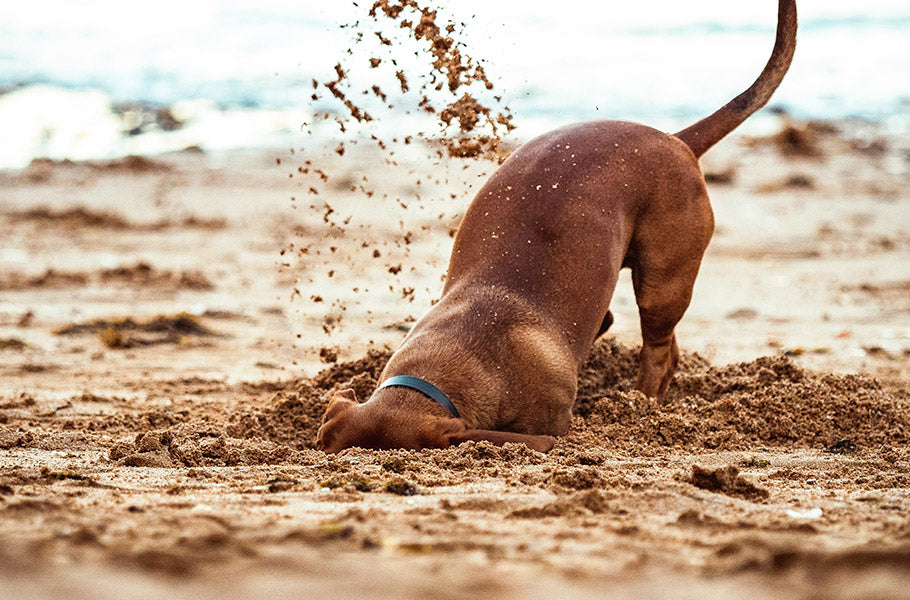 Why Do Dogs Dig? Understanding the Reasons Behind This Instinctual Behavior