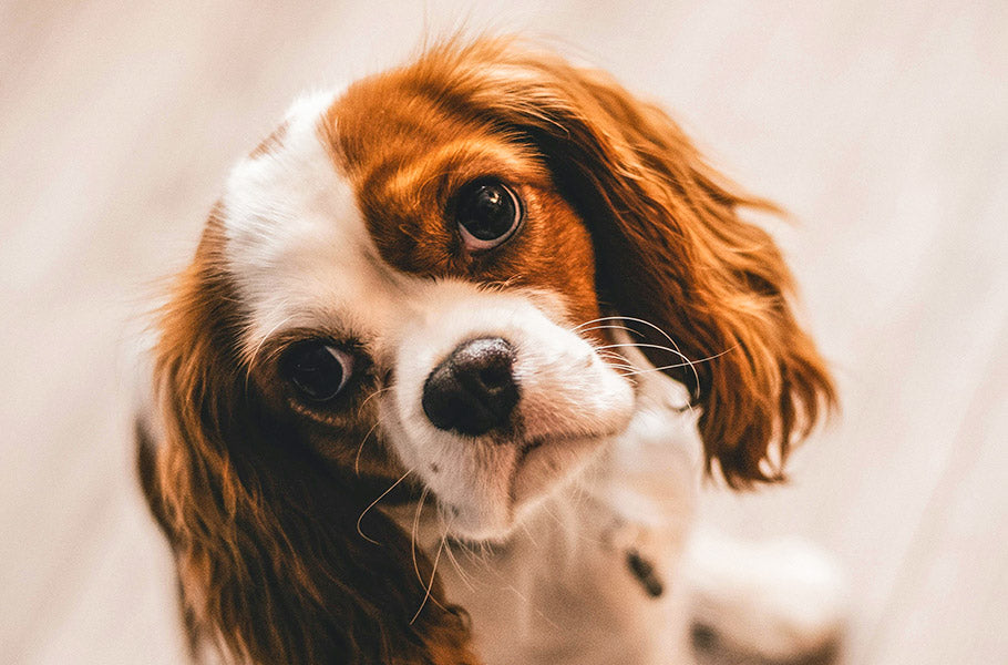 Why Do Dogs Tilt Their Heads? The Adorable Mystery Explained