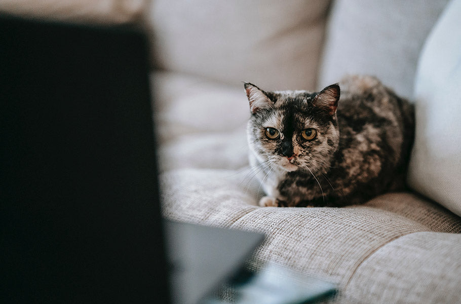 Working From Home With Your Cat: Creating the Perfect Cat-Friendly Home Office