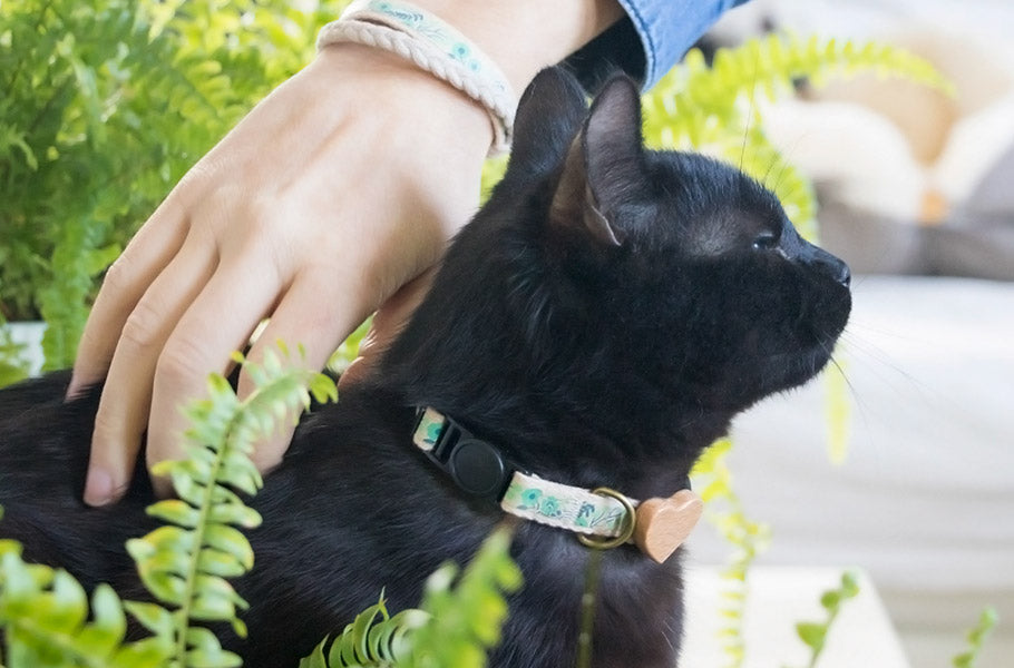 Working From Home With Your Cat: Creating the Perfect Cat-Friendly Home Office