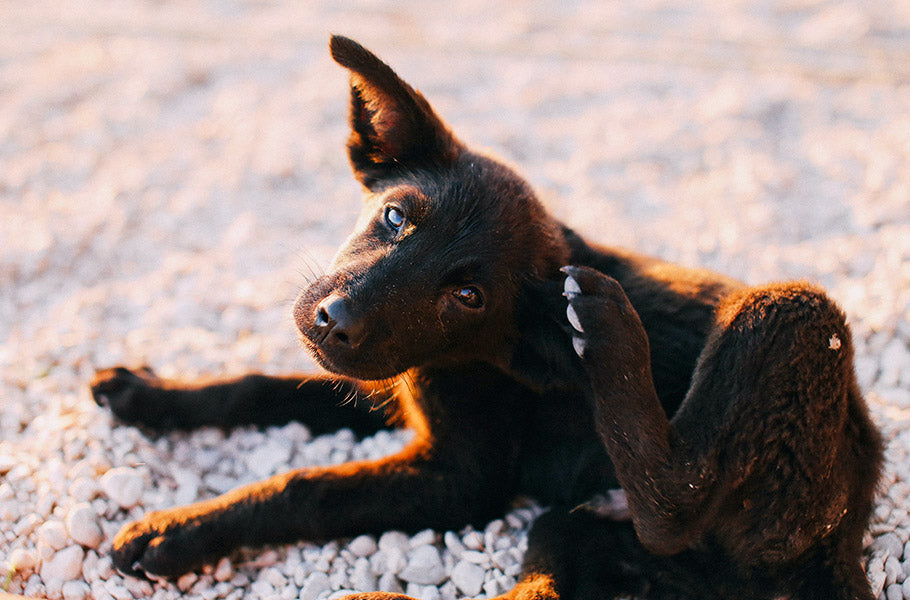9 natural ways to help your dog stop scratching