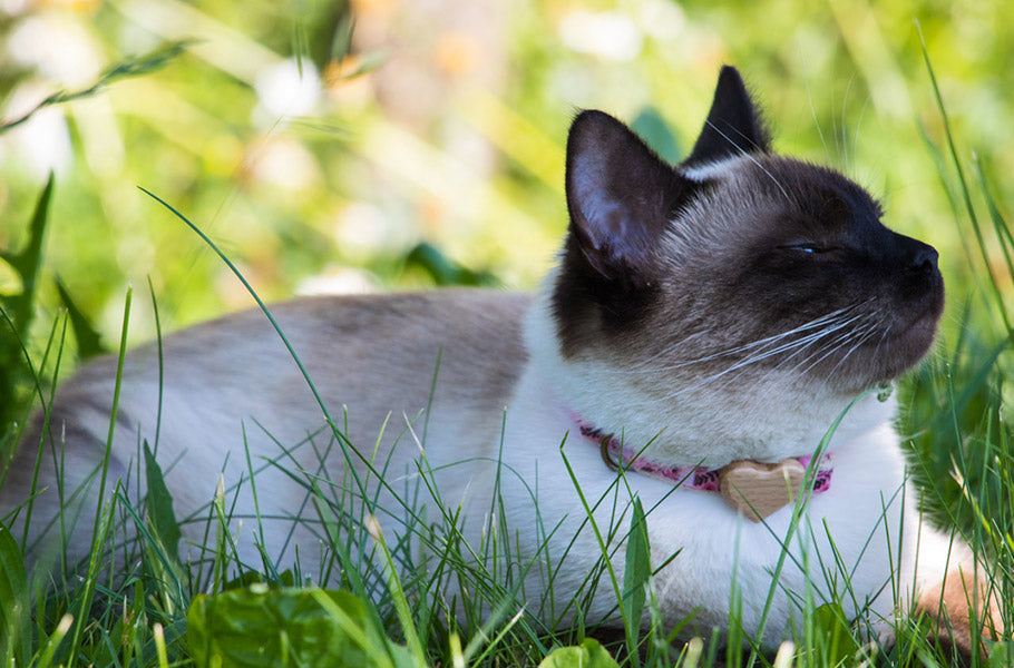 How to Create a Safe Outdoor Space for Your Cat: Tips for Building a Catio or Secure Garden