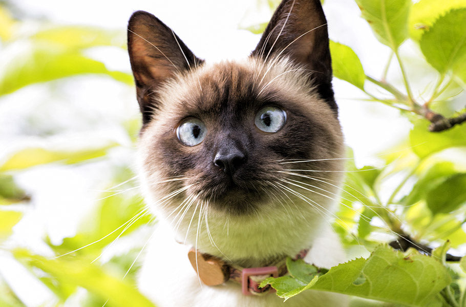 Uncovering the Rich History of Cats: From Ancient Egypt to the Present Day