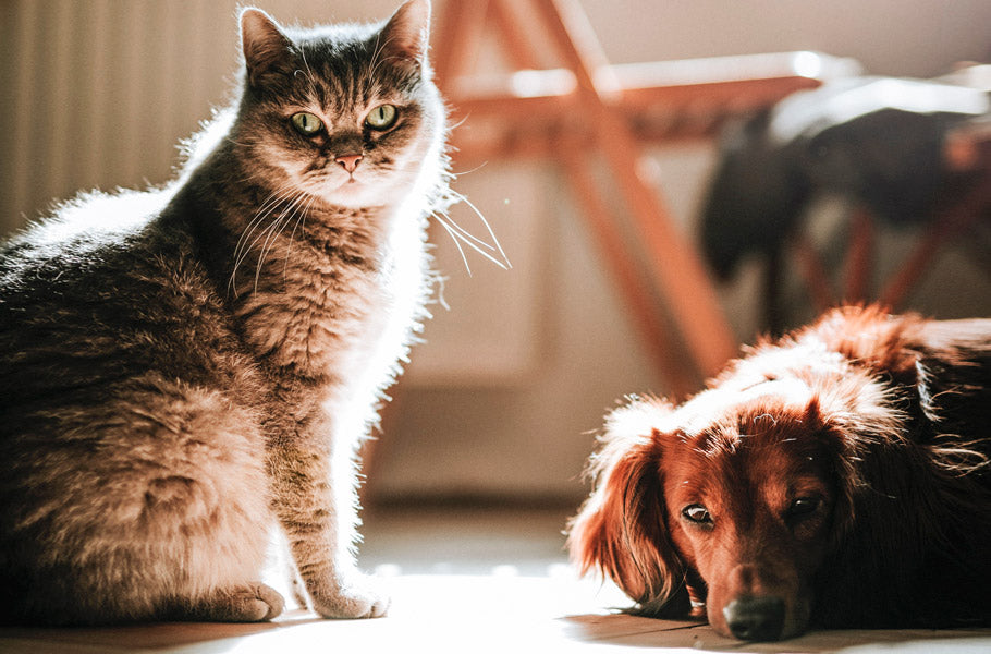 Do dogs get along with other domestic animals
