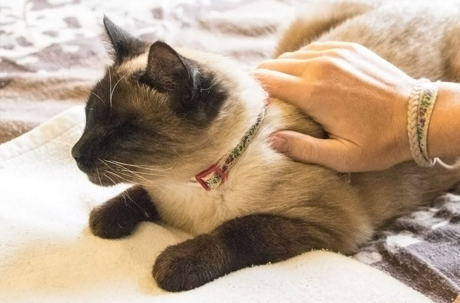 Does your cat really like to sleep with you in your bed?