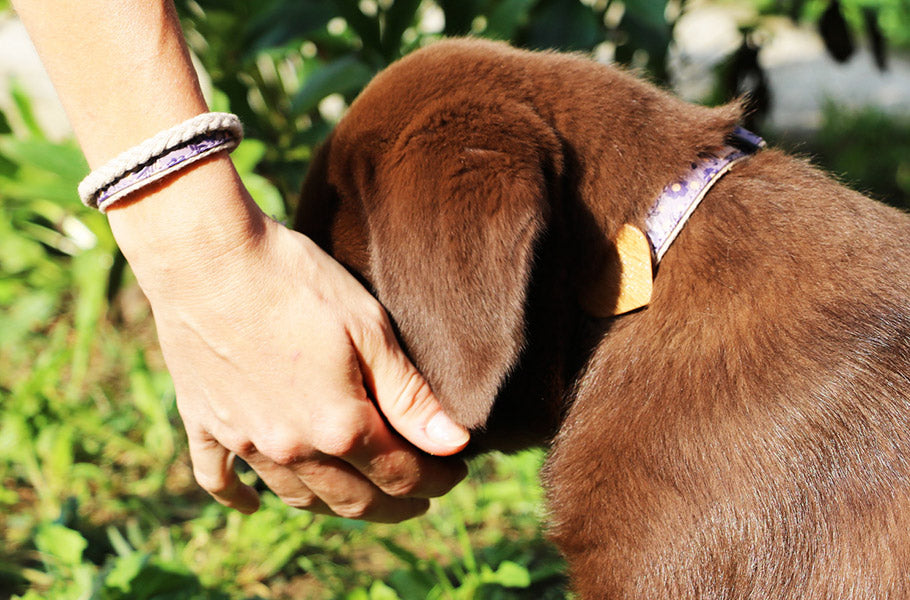 How to avoid spoiling your dog