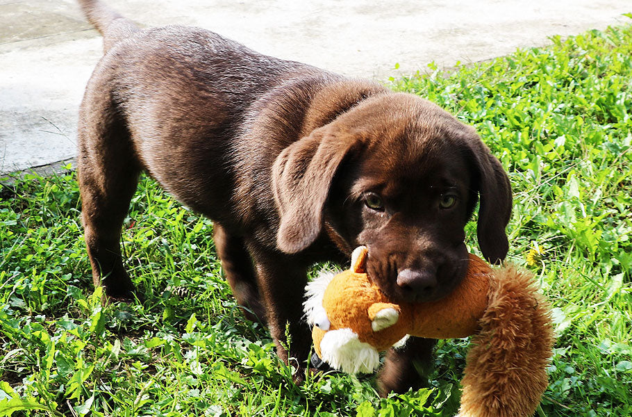 How to prevent your dog from biting or nipping