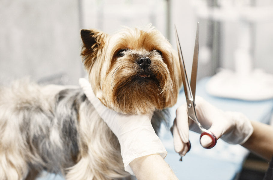 Is shaving the best choice for your puppy or not?