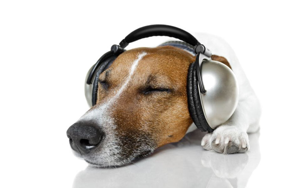 Positive music effects on your dog's behavior