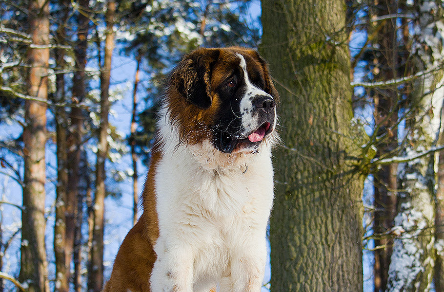 Practice good safety habits when you adopt a big dog
