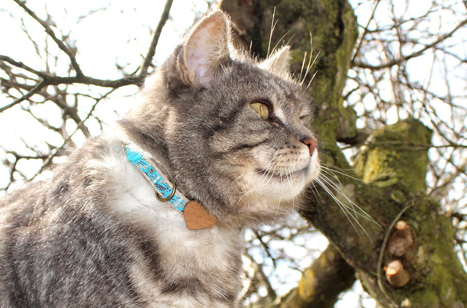The benefits of adopting an older cat: debunking common myths