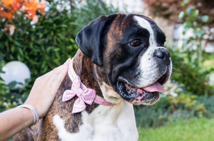 Uncovering How Long Different Dog Breeds Live: Get Ready to Be Surprised!