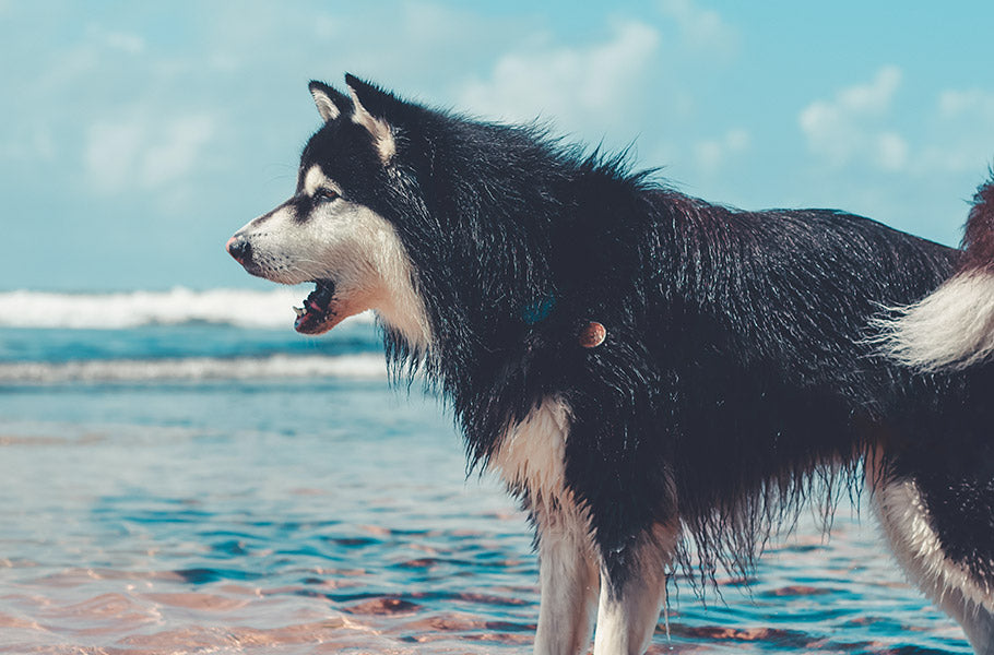 Uncovering the Mystery Behind Why Some Dogs Bark More Than Others
