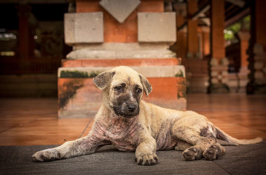 What are the main symptoms of lyme disease in dogs?