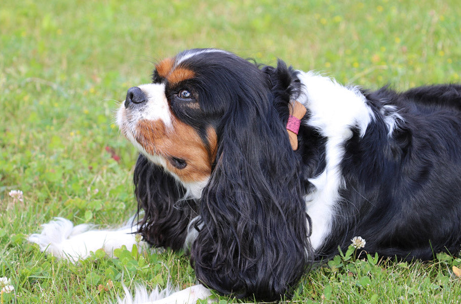 Why Are Dogs Scared of Fireworks and How to Keep Them Safe