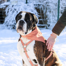 Pettsie No-Pull No-Choke Dog Harness Reflective & Matching Friendship Bracelet, 3 adjustable sizes