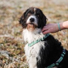 Pettsie No-Pull No-Choke Dog Harness Reflective & Matching Friendship Bracelet, 3 adjustable sizes
