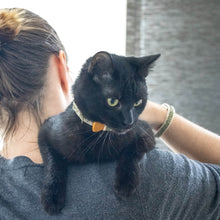 pettsie-black-cat-collar-bow-tie-friendship-bracelet-breakaway-buckle-adjustable-size-edi2