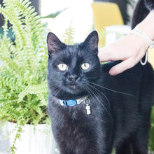 pettsie-blue-kitten-collar-breakaway-friendship-bracelet-ID-tag-tube-gift-box